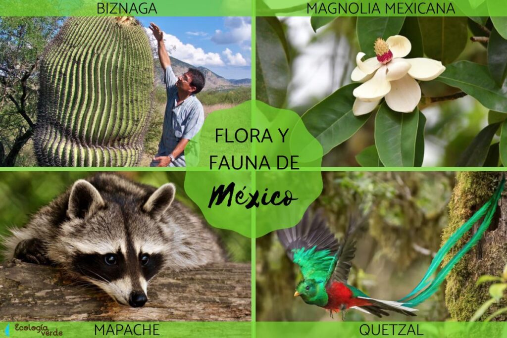 FLORA y FAUNA de MÉXICO - Características y ejemplos