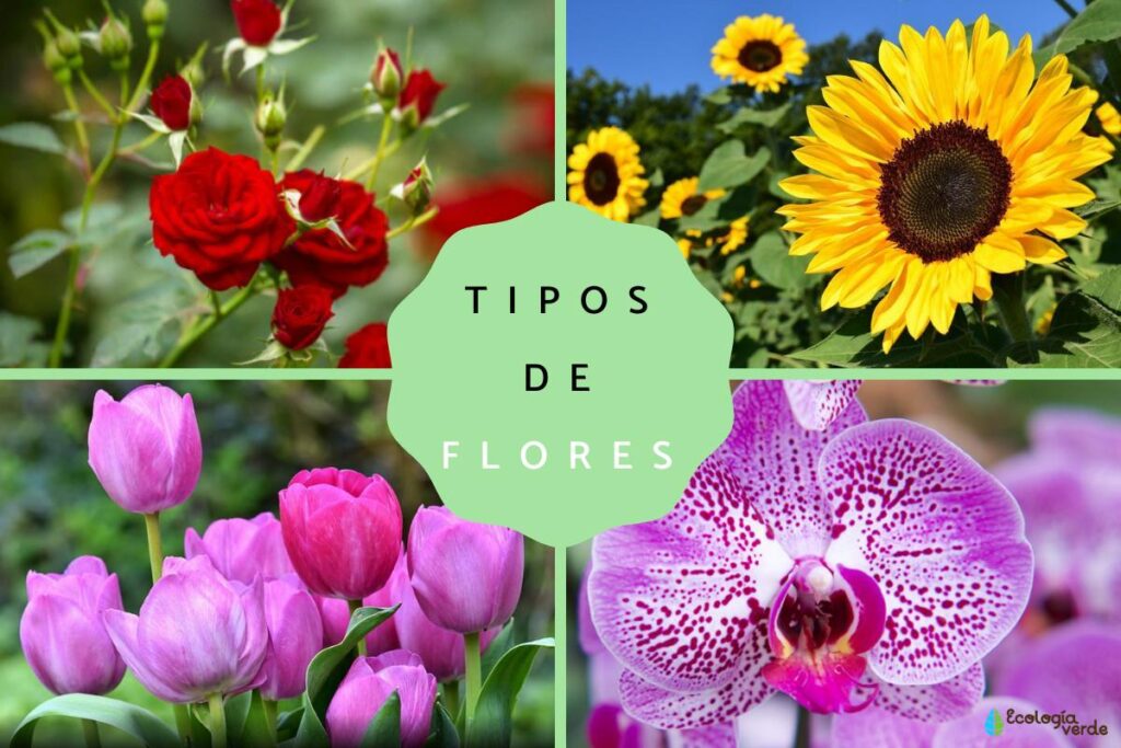 10 tipos de flores y su significado - Clases, nombres y fotos