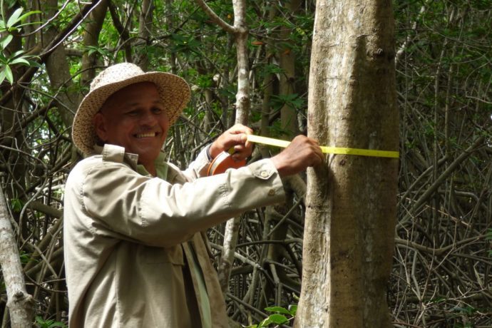 Medición de Carbono en los Manglares de Panamá: preguntas y ...