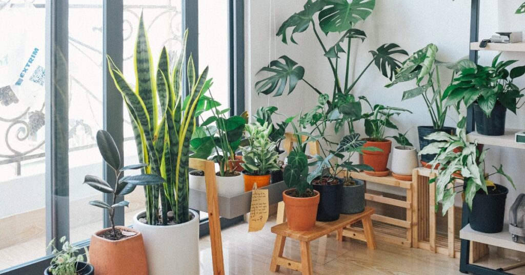 9 consejos básicos para mantener las plantas de interior sanas y ...