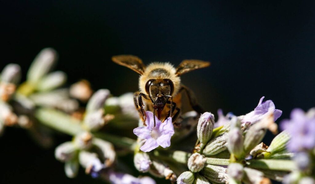 Día Mundial de las Abejas: por qué son importantes para el mundo