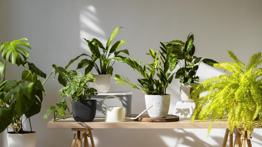 Plantas | Las cinco plantas de interior que necesitas para ...