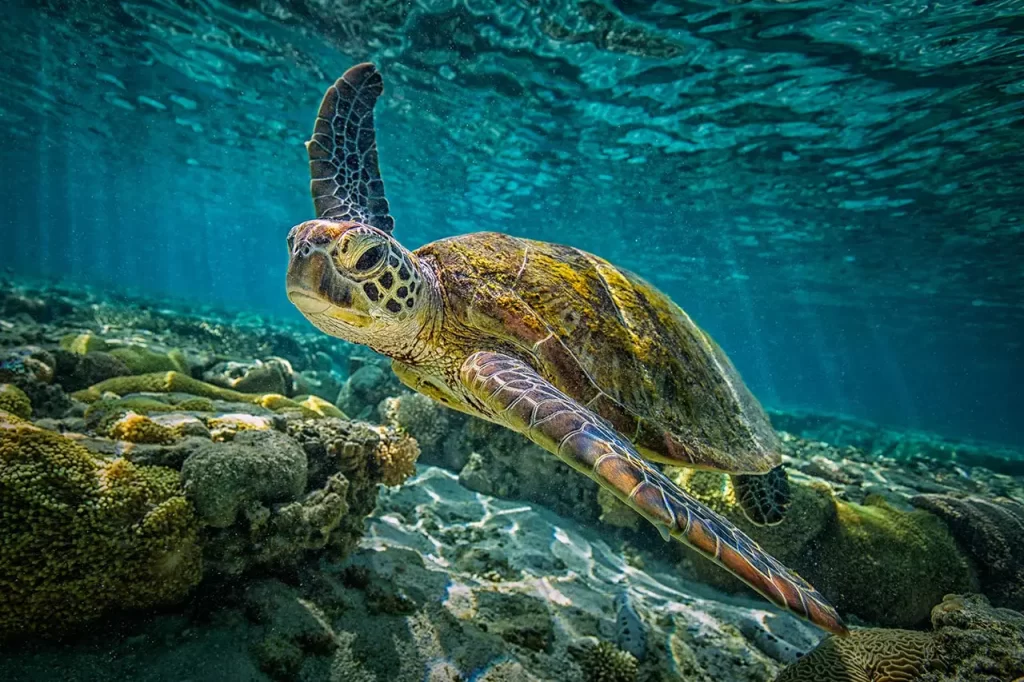 Biodiversidad: ¿qué es, dónde se encuentra y por qué es importante ...