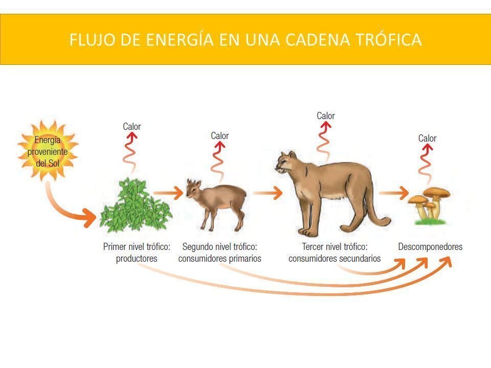 El flujo de energía en los ecosistemas: un análisis