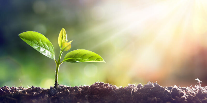 El Sol: La Fuente de Vida para las Plantas