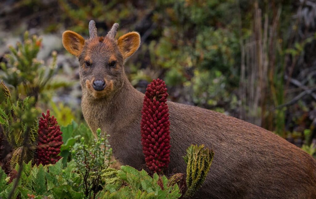 Conservación de la biodiversidad: tres amenazas en las que ...