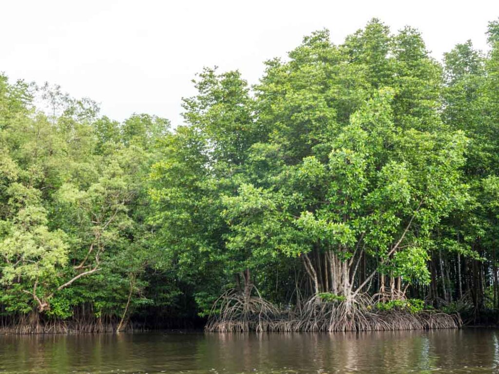 rodea cinco elementos que afectan los ecosistema naturales ...