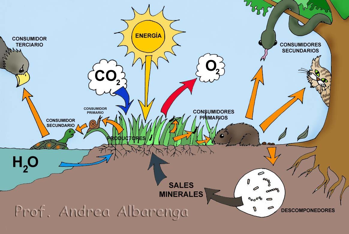 ¿Qué es el flujo de energía y dónde ocurre?